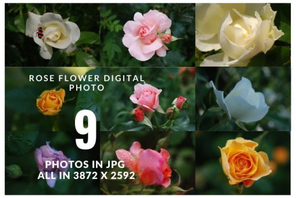 Download Summer Rose Flower - Summer Collection