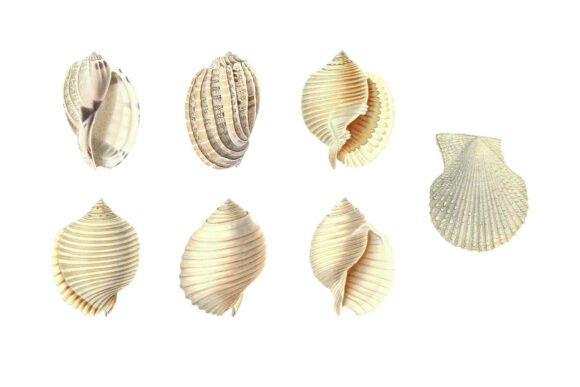 Download White Shells Vintage Clipart Pack - Art Collection