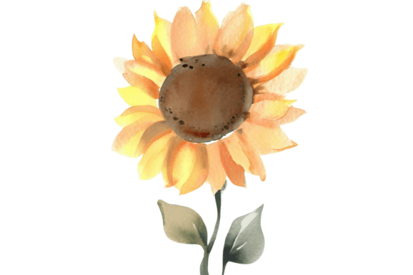Download Fall Sunflower Watercolor Clipart Vol–7 - Art Collection