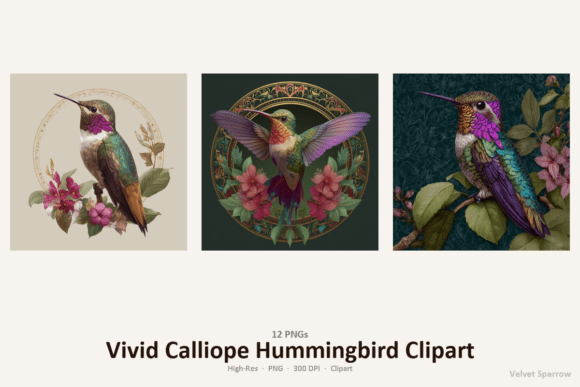 Download Vivid Calliope Hummingbird Clipart - Art Collection